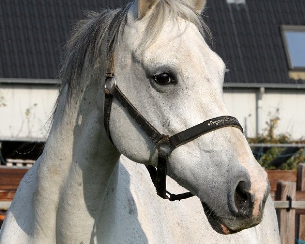 Zuchtstute Lamellie (KWPN (Niederländisches Warmblut), 1993, von Animo)