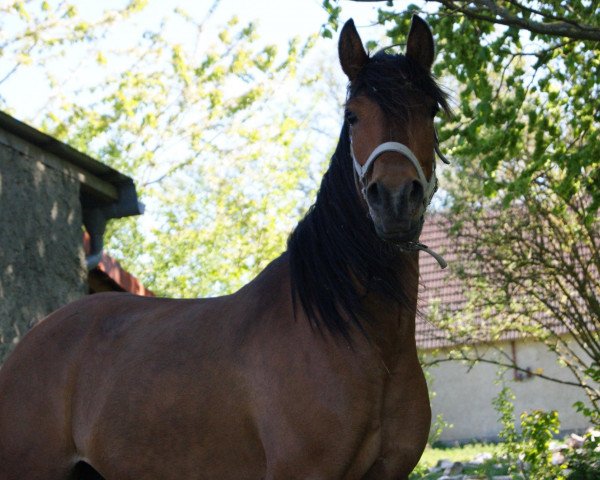 horse Perle (German Riding Pony, 2005, from Papilon ox)