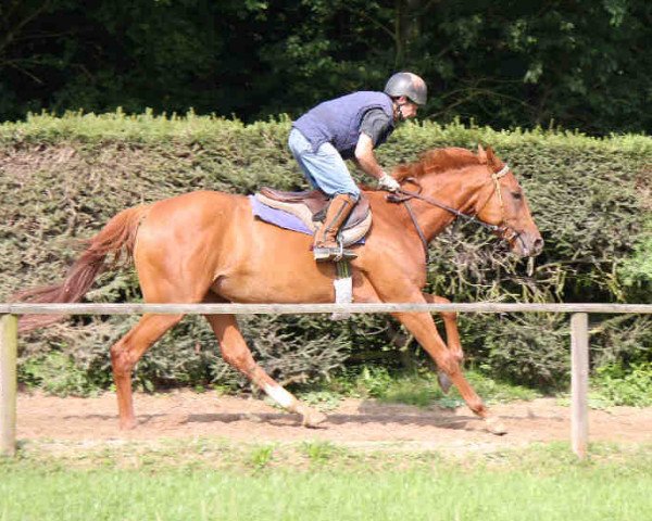 broodmare Shire's Red xx (Thoroughbred, 2006, from Zöllner xx)