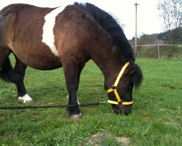 dressage horse Blitz (Shetland B (about 107-117), 2006)