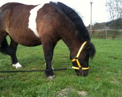 dressage horse Blitz (Shetland B (about 107-117), 2006)