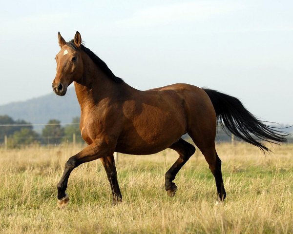 horse Portino 2 (Trakehner, 1990, from Kopernikus (ex Kontrakt))