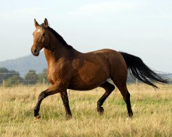 Pferd Portino 2 (Trakehner, 1990, von Kopernikus (ex Kontrakt))