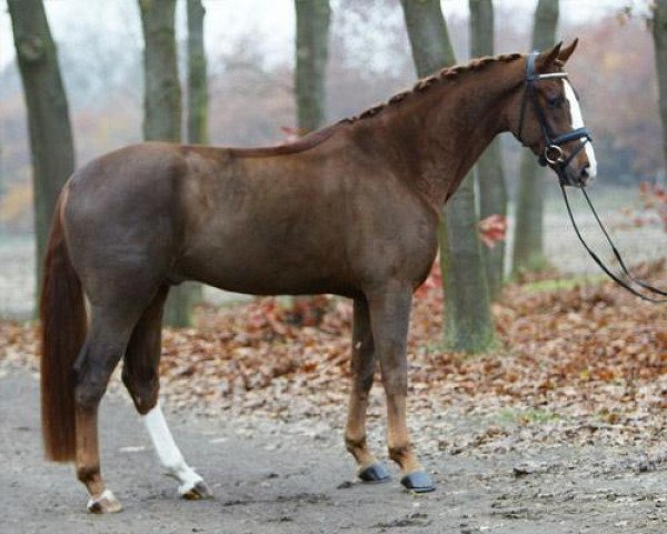 dressage horse Dynamic Boy (Hanoverian, 2009, from Diamond Hit)