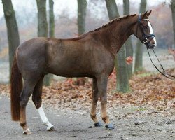 Pferd Dynamic Boy (Hannoveraner, 2009, von Diamond Hit)