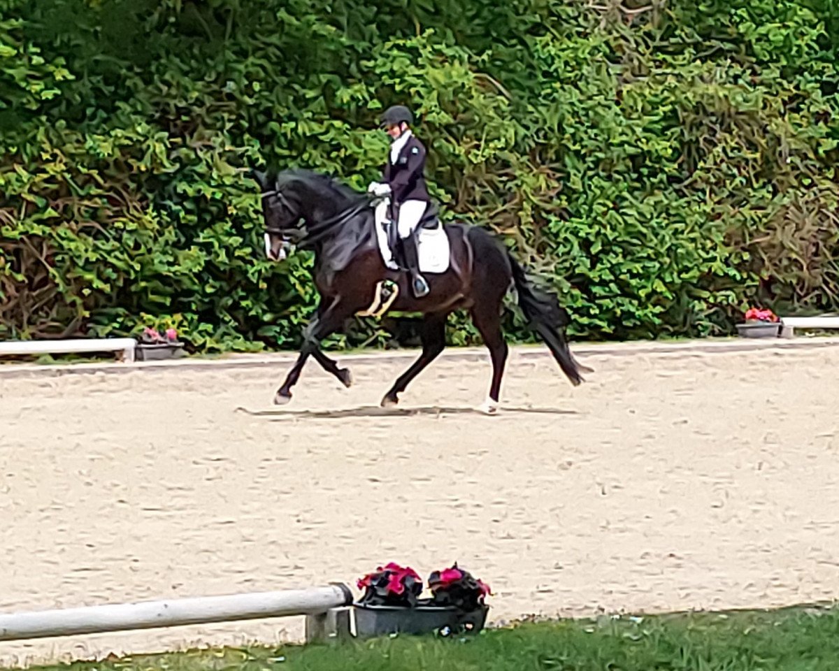 Dressurpferd Desperado's Isabel (KWPN (Niederländisches Warmblut), 2013, von Desperado)