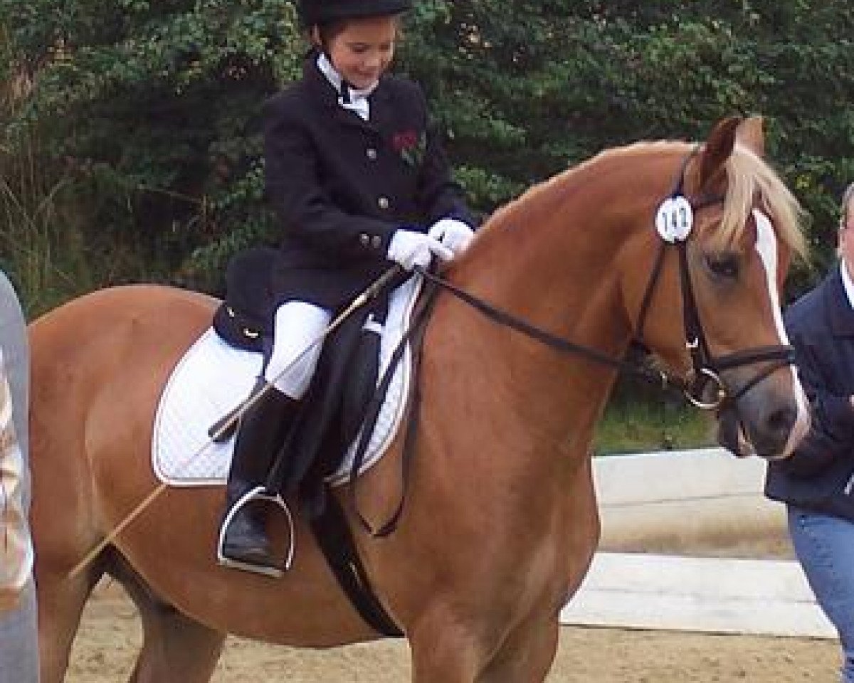 Pferd Catch me 'if you can' (Welsh Pony (Sek.B), 2001, von Conrado)