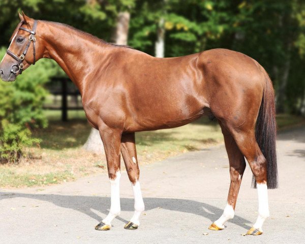 stallion Adlerflug xx (Thoroughbred, 2004, from In The Wings xx)