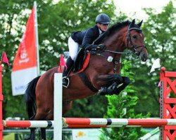 stallion Classic Dancer III (German Riding Pony, 2006, from FS Champion de Luxe)