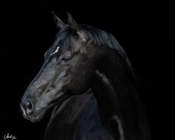 dressage horse Ivory 41 (Trakehner, 2010, from Ovaro)