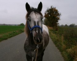 horse Neele (Appaloosa, 2006, from Silvers Heartbreaker)