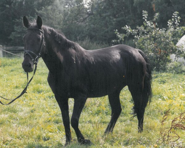 broodmare Zapata (Holsteiner, 1985, from Latus II)