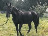 broodmare Zapata (Holsteiner, 1985, from Latus II)