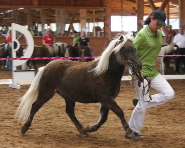 broodmare Farbenfrohs Britney (German Classic Pony, 2004, from Romario)