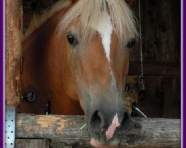 Pferd Marei (Haflinger, 1986, von Nelfis (25% ox))