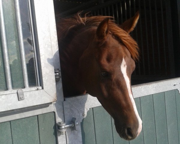 horse Spirit (German Riding Pony, 2007, from Special Dream TCF)