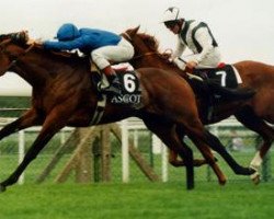 stallion Mark of Esteem xx (Thoroughbred, 1993, from Darshaan xx)