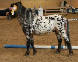 stallion Asti Spumante (Dt.Part-bred Shetland pony, 2006, from Aragon)