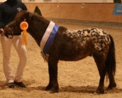 stallion Farbenfrohs Abraxas (German Classic Pony, 2005, from Aragon)