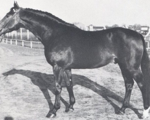 stallion Mangon (Holsteiner, 1960, from Mangold)
