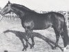 horse Mangon (Holsteiner, 1960, from Mangold)
