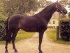 stallion Leuthen I (Holsteiner, 1983, from Landgraf I)