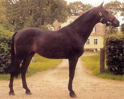 stallion Leuthen I (Holsteiner, 1983, from Landgraf I)