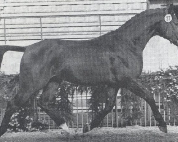 stallion Losander (Holsteiner, 1977, from Lord)
