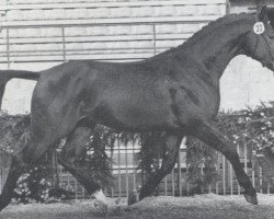 Deckhengst Losander (Holsteiner, 1977, von Lord)