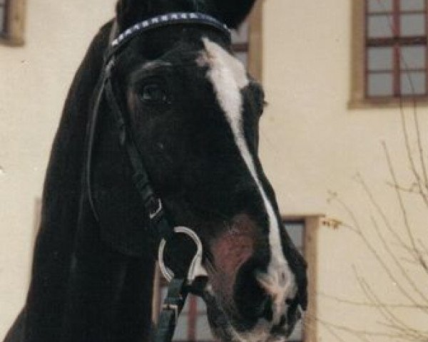 stallion Harnisch (Trakehner, 1963, from Handelsherr)
