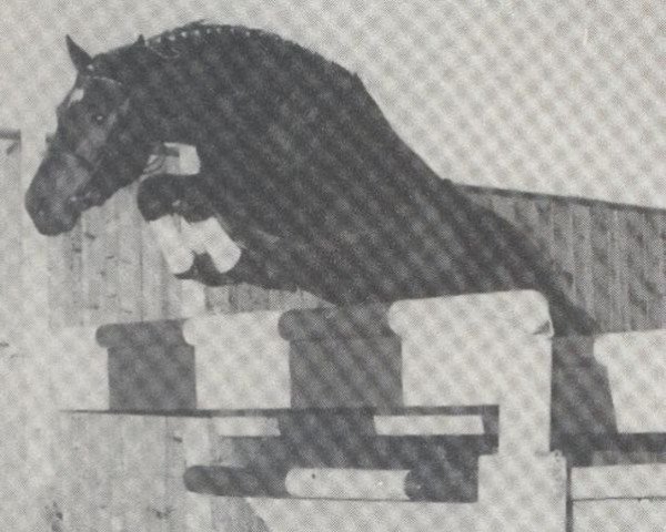 stallion Camaro (Holsteiner, 1980, from Caletto I)