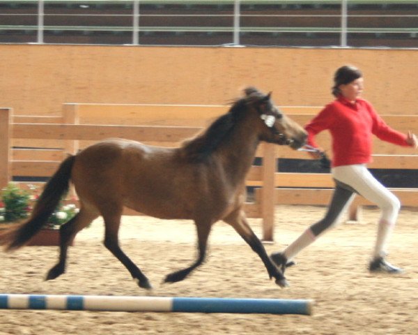 broodmare Farbenfrohs Babolina (German Classic Pony, 2007, from Fürst Farbenfroh)