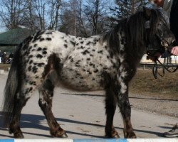 horse Farbenfrohs Aramis (Dt.Part-bred Shetland pony, 2005, from Aragon)