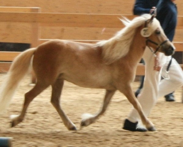 Zuchtstute Uppsala (Dt.Part-bred Shetland Pony, 2007, von Ramiro)