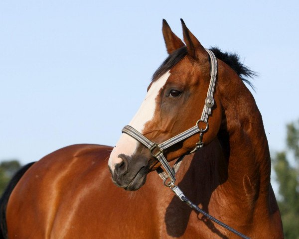 broodmare Granini G (Sachse, 2000, from Gipsy King)