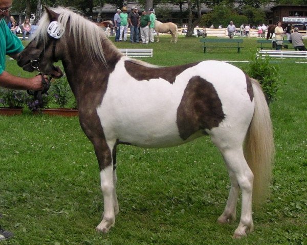 Zuchtstute Belinda (Deutsches Classic Pony, 2003, von Juwel)