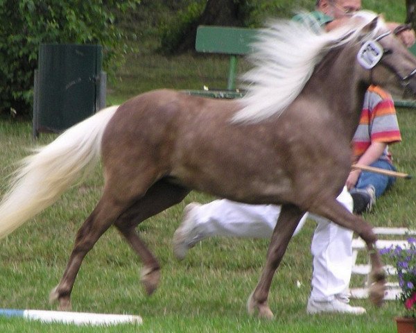 Zuchtstute Hella (Dt.Part-bred Shetland Pony, 2000, von Brio)