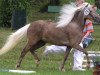 broodmare Hella (Dt.Part-bred Shetland pony, 2000, from Brio)