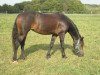 broodmare Violette (Welsh-Cob (Sek. D), 2002, from Hendreforgan Viscount)