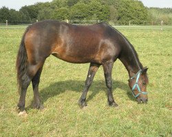 Zuchtstute Violette (Welsh-Cob (Sek. D), 2002, von Hendreforgan Viscount)