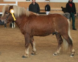 dressage horse Joslehofs Kuba Libre (Shetland Pony, 2010, from Karino)