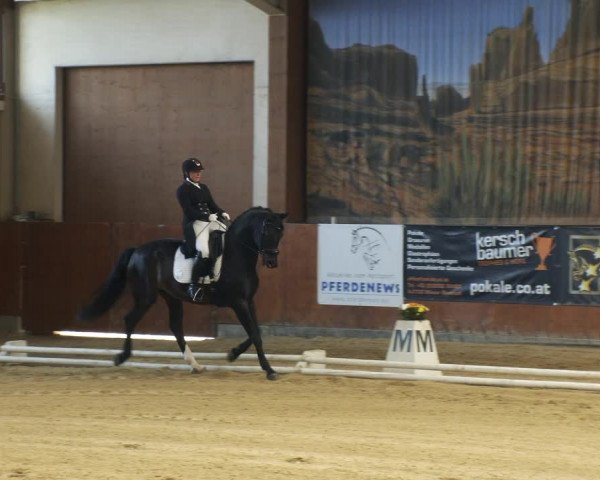 Reitturnier Weikersdorf am Steinfelde 2022