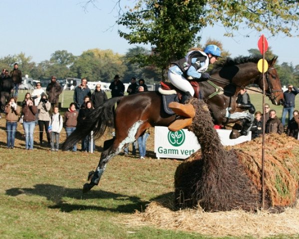 horse Regard des Lones (Selle Français, 2005, from Hoggar Mail)