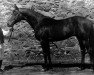 stallion Basalt xx (Thoroughbred, 1984, from Balans xx)