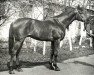 stallion Murmansk xx (Thoroughbred, 1961, from Raufbold xx)