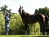 stallion Jeremy xx (Thoroughbred, 2003, from Danehill Dancer xx)