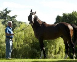 stallion Jeremy xx (Thoroughbred, 2003, from Danehill Dancer xx)