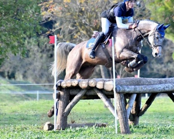 horse Azur du Castéras (Anglo-Arabs, 2010, from Hoggar Mail)