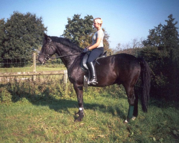 horse Ruschel (Holsteiner, 1990, from Renomee)