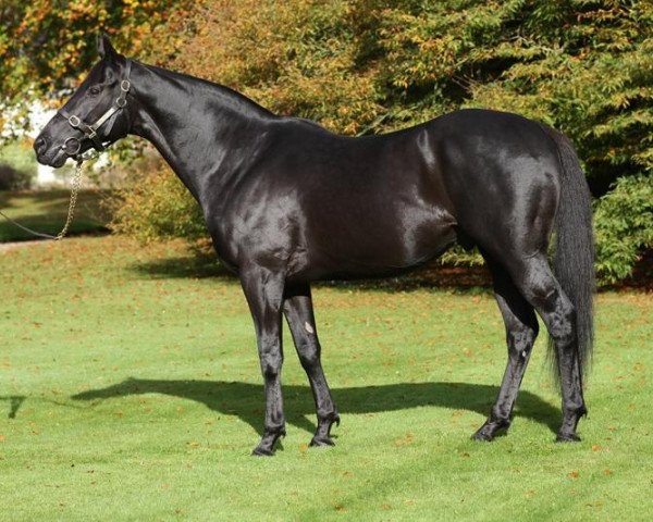 stallion Big Bad Bob xx (Thoroughbred, 2000, from Bob Back xx)